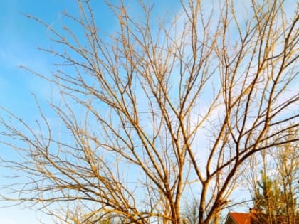 3 апреля в Астраханской области продолжится потепление