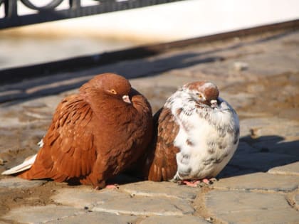 Ночное происшествие в городе