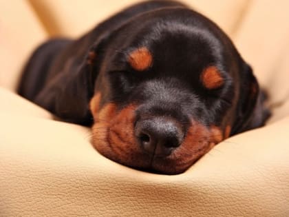 У астраханки украли добермана