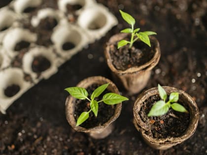 Февраль - идеальное время. Что можно сеять?