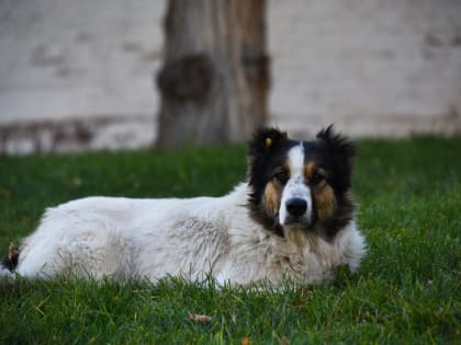 Жительница астраханского села добилась компенсации за укус собаки