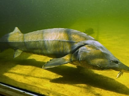 Гость Астраханской области «нашёл» трёх осетров на берегу реки