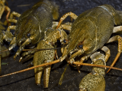 Астраханцы прятали в гараже более 540 килограммов живых раков