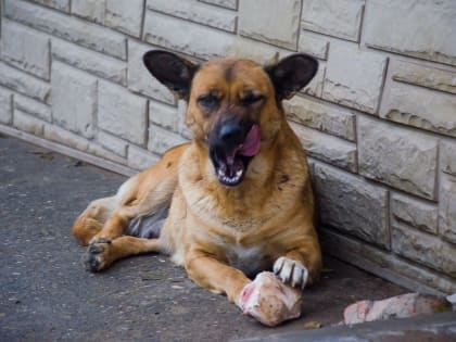 В Астрахани собаки покусали 65 человек за три дня