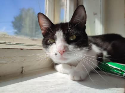 Астраханку, убившую сожителя из-за кота, осудили на 10 лет