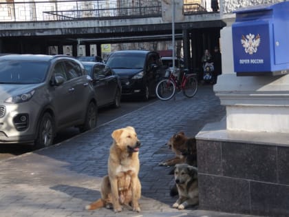 Астраханских собак готовят к выборам
