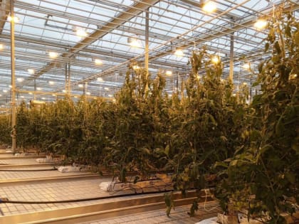 В Астраханской области необычные новые плоды показали свой вредный характер