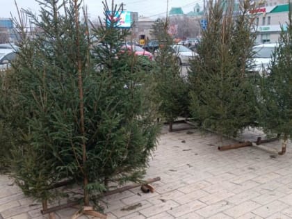 За торговлю деревьями хвойных пород в неустановленных местах составлено 13 протоколов