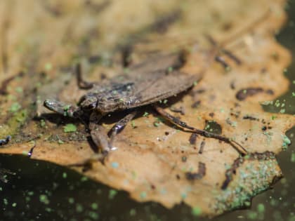 Записки астраханского натуралиста. Насколько опасен водяной скорпион?