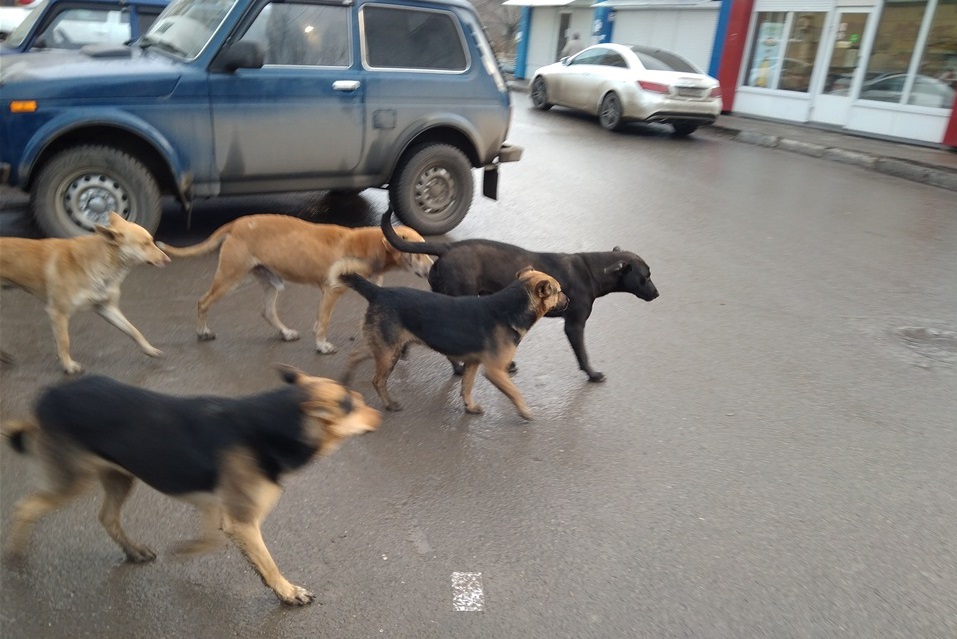 Бездомные собаки астрахань. Бездомные собаки астрахань. Бродячие собаки астрахань. Бездомные собаки в астрахани. Бездомные собаки астрахань.