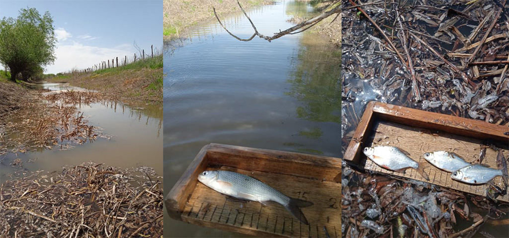 Вода в реке астрахань. Рыба в наводнении. Рыба в речке. Река Шахе рыбы. Вода водохранилище.