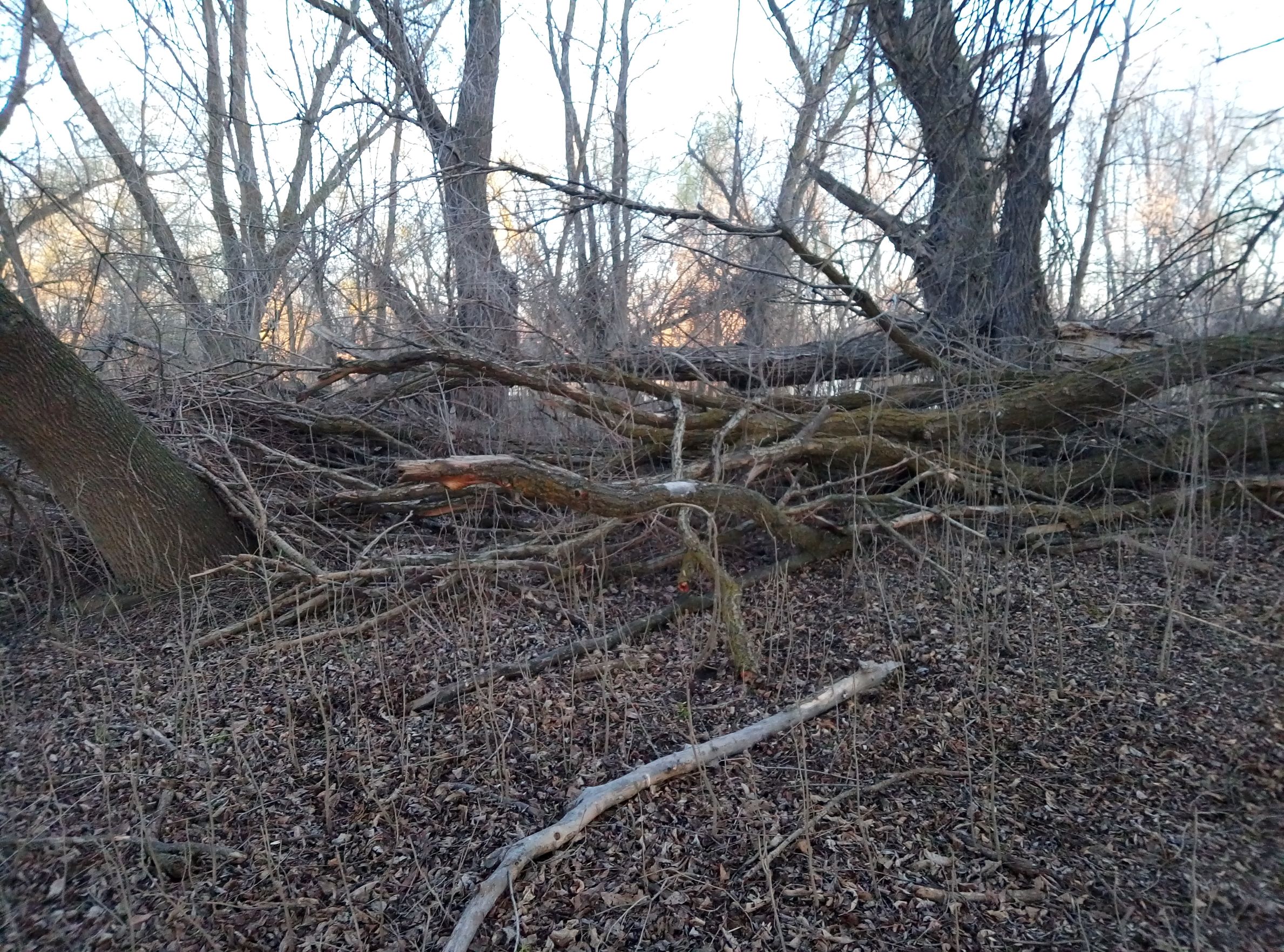 Лесные жители. Памятка по сбору валежника. Валежник памятка. Памятка для граждан по заготовке и сбору валежника. Памятка по заготовке древесины для собственных нужд.