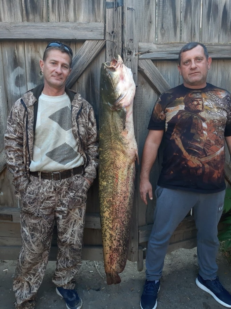 Поймали крупного. Сомы Астраханской области. Трофеи рыбалки Астраханской области. Астрахань рыбалка на крупного сома. Рыбалка в Астрахани рыба сом.