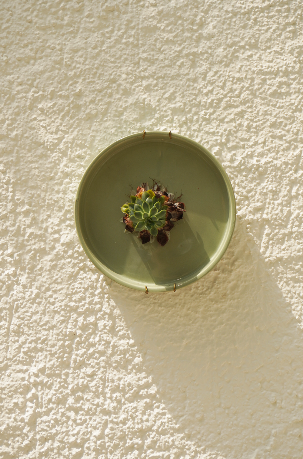 Plante