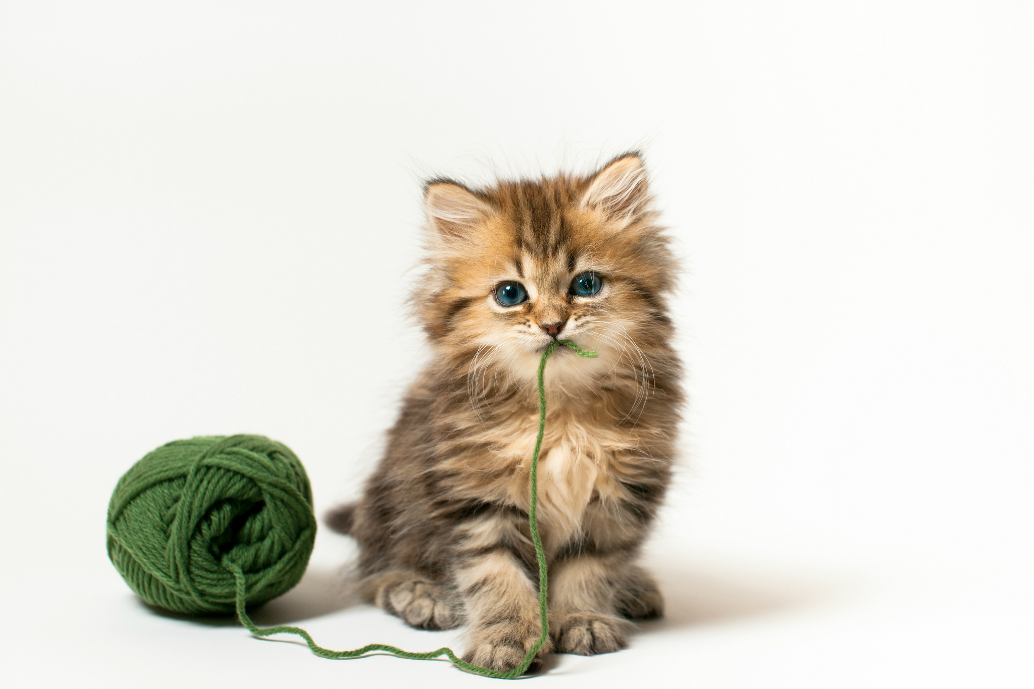 Kitten playing with a toy