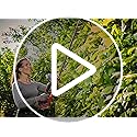 Vue 7 de Einhell Professional Taillehaie Sans