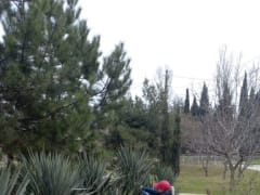 О выполнении на территории округа работ по созданию и содержанию зеленых насаждений