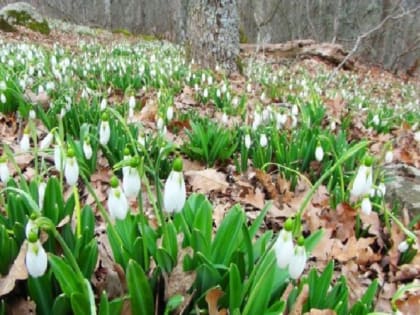 Погода на 14 марта: в Крыму местами небольшой дождь, в Севастополе без осадков