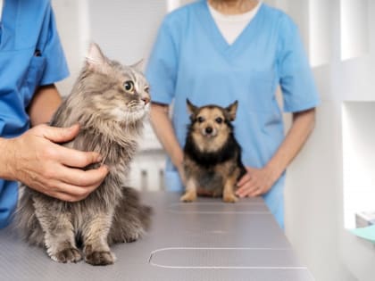 Нарушения при хранении лекарств выявили в ветклинике Крыма