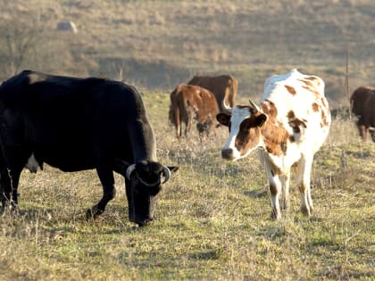 Севастопольские ветеринары проверят коров на туберкулез