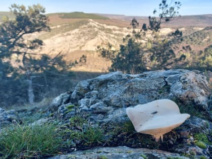 Власти Севастополя зовут грибников в волонтеры-патрульные