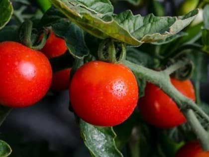 Зачем в Крыму зимой на грядки с помидорами выпускают клопов