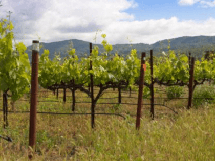 Винный Крым: или ставки на местное