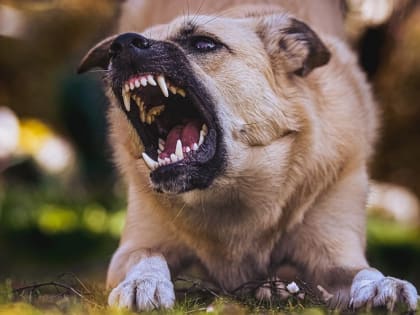 В одном из районов Севастополя у собаки выявлен случай бешенства