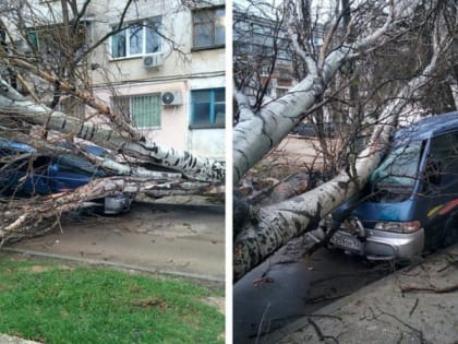 Ночью из-за шторма в Севастополе тополь упал на автобус