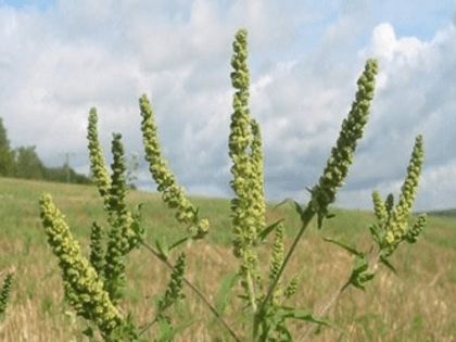 ВНИМАНИЕ!!! Амброзия полыннолистная — опасный карантинный сорняк!