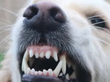 Часть Балаклавского района Севастополя закрыли на карантин из-за бешеной собаки