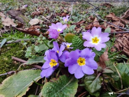Гороскоп на 14 марта: у Дев беспокойный день, у Весов возможны разногласия с руководством