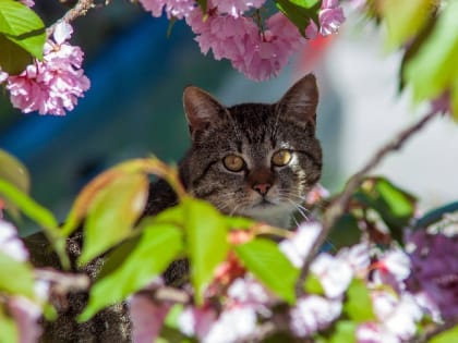 Погода на 2 мая: в Севастополе без осадков, в Крыму небольшой дождь