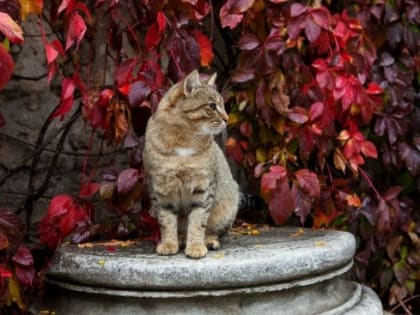 Херсонесские коты музея-заповедника