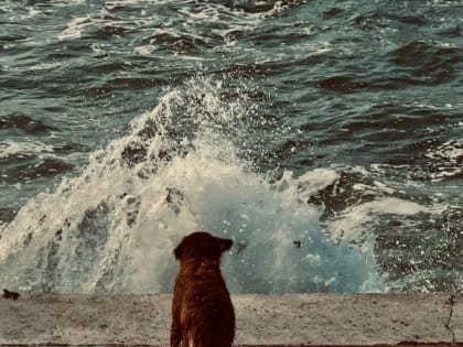 За севастопольское городское хозяйство взялась женщина