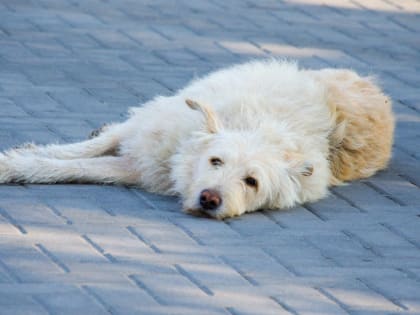 У севастопольских ветеринаров с 22 по 27 мая будет много работы