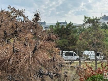 Специалисты выяснили, почему засыхают сосны и платаны в Севастополе