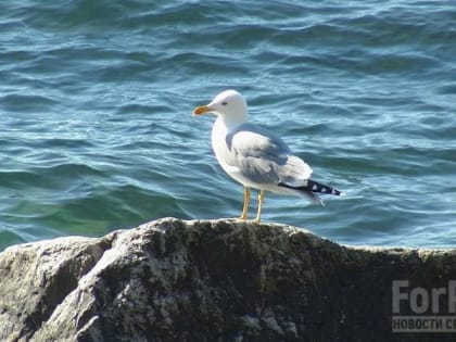 Арктический воздух несёт в Севастополь осень