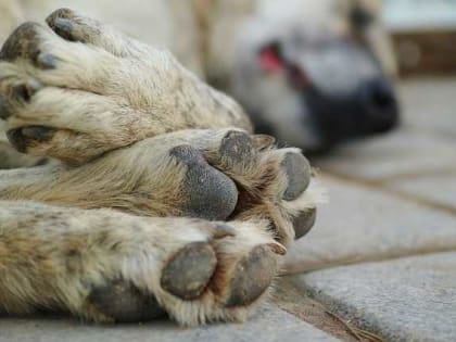 В Севастополе могут запретить работу приюта для собак в Орлином