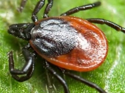 Крымчане в этом году реже жалуются на укусы клещей