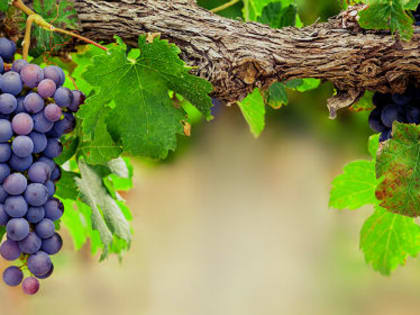 Скоро севастопольцы продегустируют