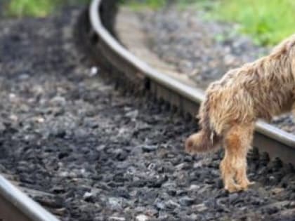 Штраф за проход по железнодорожным путям в неположенном месте хотят увеличить в 20 раз