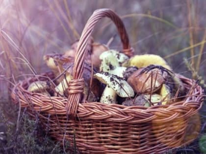 Росгидромет просят информировать дачников о рисках сбора грибов