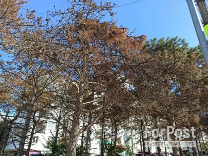 В Севастополе сносят сотню погибших сосен на проспекте Генерала Острякова