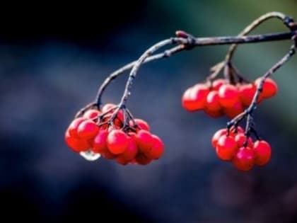 Овощи для здоровья: как свёкла помогает печени