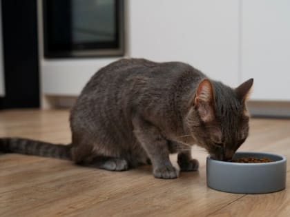 Основные породы кошек с особыми потребностями в питании