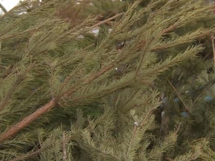 Севастополь присоединится к экологической акции «Елковорот»