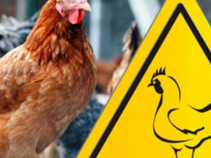 МО РФ: вспышки птичьего гриппа в России вызывают озабоченность из-за опытов США на Украине