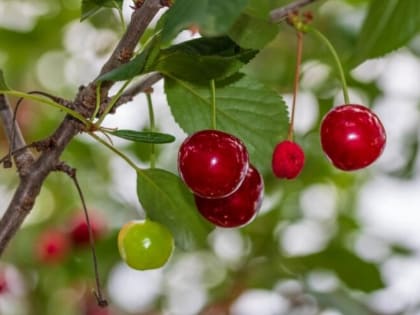 Опасная красавица: белладонна и её вред для здоровья