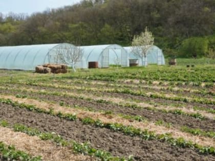 В Севастополе упростили получение сельхозсубсидий